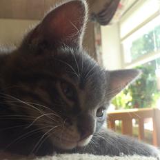 Blanding af racer SIMBA<3 *Sov sødt:-'(*