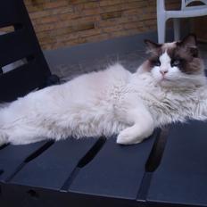 Ragdoll Elian Coffeebeat