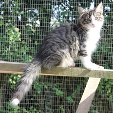 Norsk Skovkat DK Makawee's Tutti-Fruitti