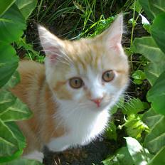 Blanding af racer Mowgli