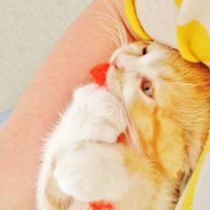 Blanding af racer Mowgli