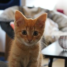 Blanding af racer oliver