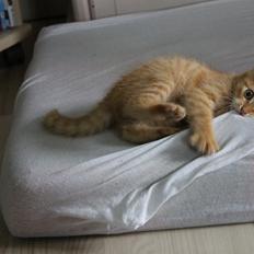 Blanding af racer oliver