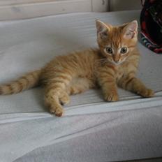 Blanding af racer oliver