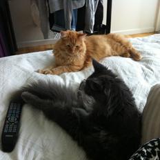 Maine Coon man in the mirror / kaldenavn: Zazu