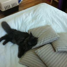 Maine Coon man in the mirror / kaldenavn: Zazu