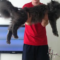 Maine Coon man in the mirror / kaldenavn: Zazu