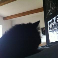 Norsk Skovkat Sammi Doll