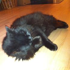 Norsk Skovkat Sammi Doll