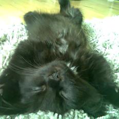 Blanding af racer Nero