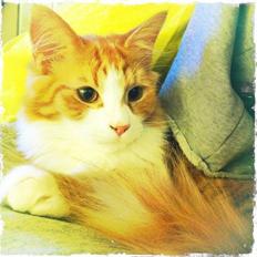 Blanding af racer Thomas O'Malley