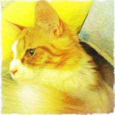 Blanding af racer Thomas O'Malley