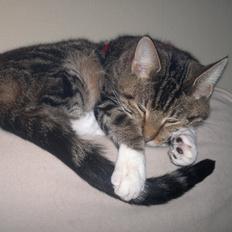 Blanding af racer Frida