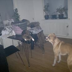 Blanding af racer Frida