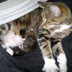 Blanding af racer Frida