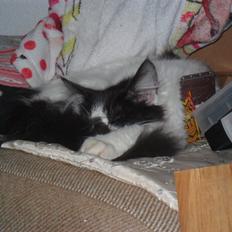 Blanding af racer Duchess