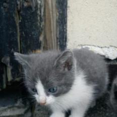 Blanding af racer Duchess<33