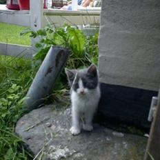 Blanding af racer Duchess<33