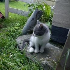 Blanding af racer Duchess<33