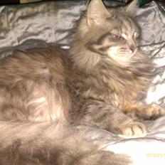 Blanding af racer Leo