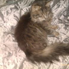 Blanding af racer Leo