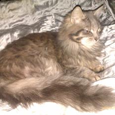 Blanding af racer Leo