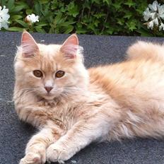 Blanding af racer Nala