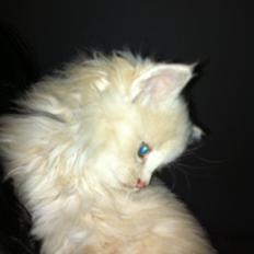 Blanding af racer Nala