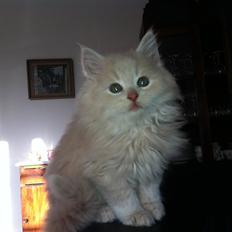 Blanding af racer Nala