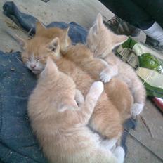 Huskat Gustav *SOLGT*