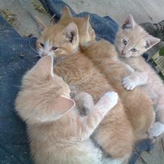 Huskat Gustav *SOLGT*