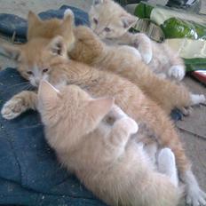 Huskat Gustav *SOLGT*