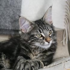 Norsk Skovkat Thomanis Sheldon Lee Cooper