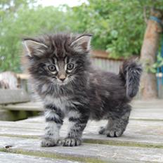 Norsk Skovkat Thomanis Sheldon Lee Cooper