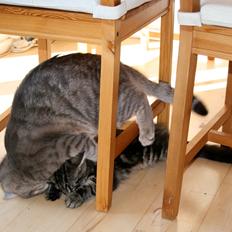 Norsk Skovkat Thomanis Sheldon Lee Cooper