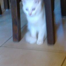 Blanding af racer Figaro