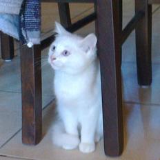 Blanding af racer Figaro