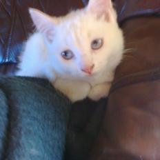 Blanding af racer Figaro