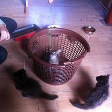 Blanding af racer Ziggi