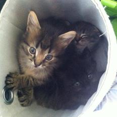 Blanding af racer Ziggi