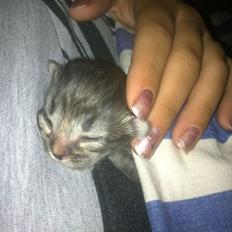 Blanding af racer Ziggi