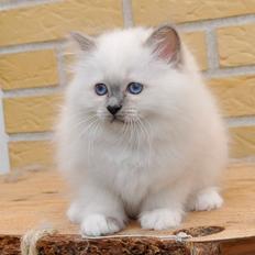 Hellig Birma Licarini´s Duchess