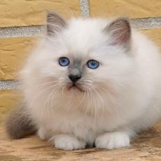 Hellig Birma Licarini´s Duchess