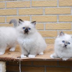 Hellig Birma Licarini´s Duchess