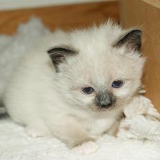 Hellig Birma Licarini´s Eddie Murphy