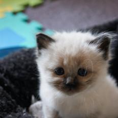 Hellig Birma Licarini´s Eddie Murphy