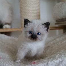 Hellig Birma Licarini´s Eddie Murphy