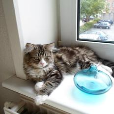 Blanding af racer Emil