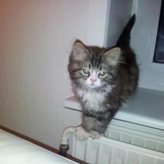 Blanding af racer Emil