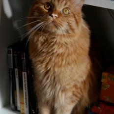 Maine Coon Joey